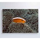 Ver imagem 3 de Quadro Peixe Palhaço em Anêmona no Mar Medidas 90x60 Cm Impressão Vidro Acrílico