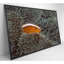 Ver imagem 4 de Quadro Peixe Palhaço em Anêmona no Mar Medidas 90x60 Cm Impressão Vidro Acrílico
