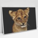 Ver imagem 4 de Quadro Decorativo Filhote em tela Canvas TaColado Moldura Flutuante 4,5cm Freijó 120 x 80cm