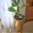 Ver imagem 3 de Vaso Fibra de Vidro Atenas m 67cm Decorativo Ouro Brilho