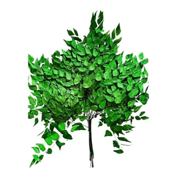 Buquê Folha de Avenca Desidratado Verde Arranjo Decoração - 3