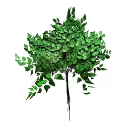 Buquê Folha de Avenca Desidratado Verde Arranjo Decoração - 2