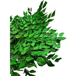 Buquê Folha de Avenca Desidratado Verde Arranjo Decoração - 4