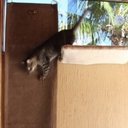 Ver imagem 4 de Tapete Escalador Arranhador para Gato Bege