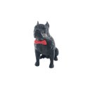 Ver imagem 3 de Pitbull Macho Orelha Cortada com Gravata Miniatura Decoração 3d:preto