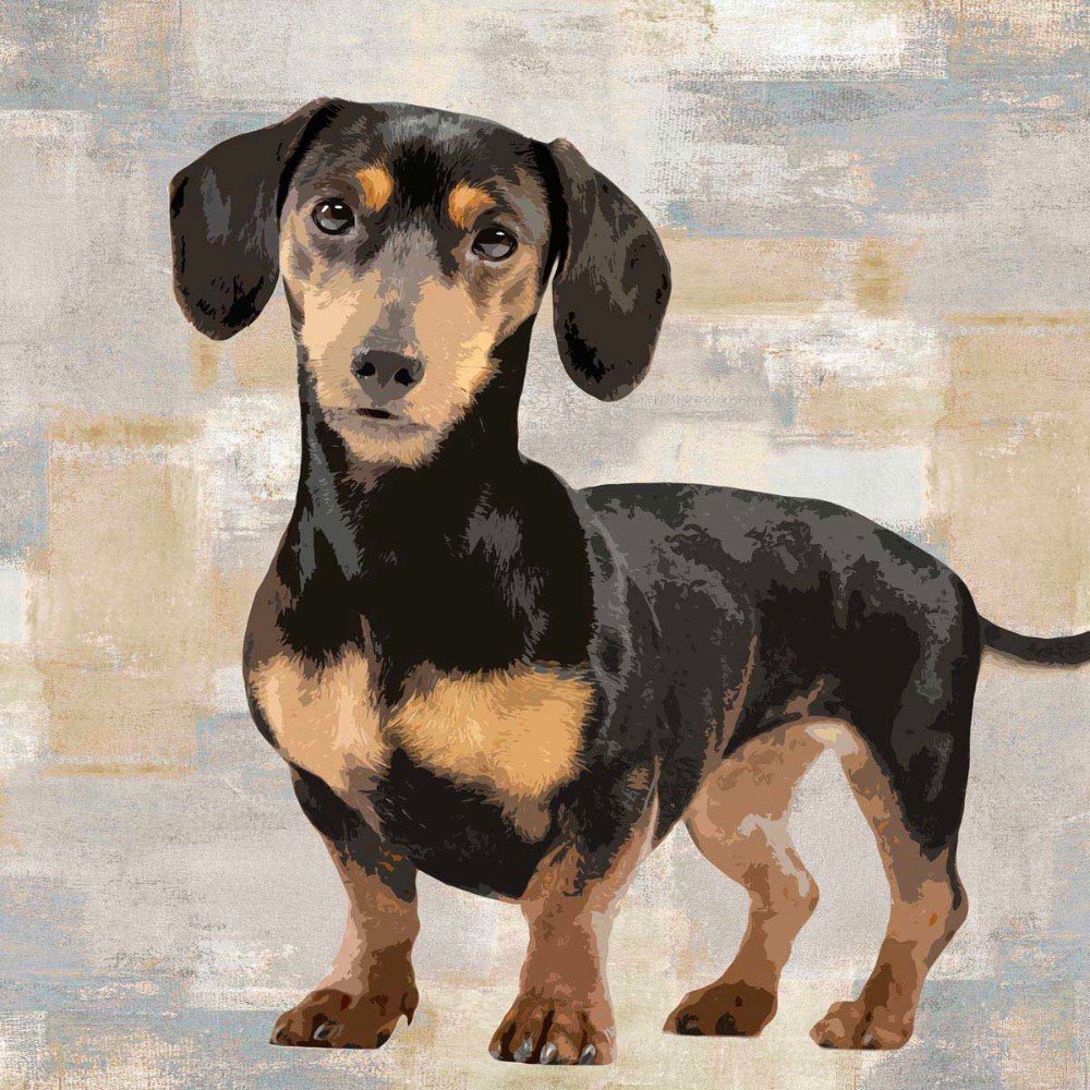 Dachshund Canaleta 80x80cm Preta