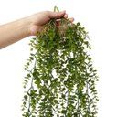 Ver imagem 2 de Kit 5 Pendentes de Eucalipto Artificial Realista 87 cm Folhagem Decorativa Permanente