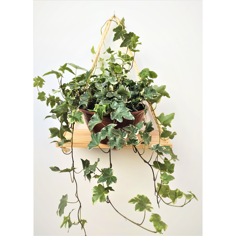 Prateleira Suporte para Vaso de Parede com Corda de Sisal