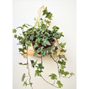 Ver imagem 1 de Prateleira Suporte para Vaso de Parede com Corda de Sisal