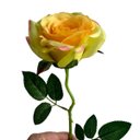Ver imagem 3 de 10 Rosas Artificiais Creme Decorativas Parecidas com Flores Naturais