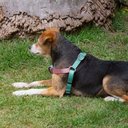 Ver imagem 4 de Peitoral Triple Step Verde e Rosa Tam. P Mimo - PP366 PP366