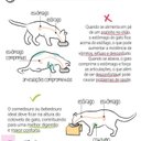 Ver imagem 5 de Comedouro e Bebedouro Polly Pequeno