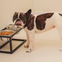 Ver imagem 2 de Comedouro e Bebedouro Dorothy Pequeno