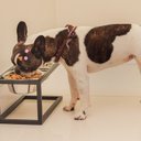 Ver imagem 4 de Comedouro e Bebedouro Dorothy Médio