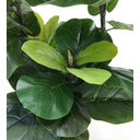 Ver imagem 3 de Arvore Planta Ficus Lyrata 170cm (148 Folhas) Caule Grande