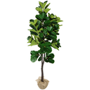 Ver imagem 1 de Arvore Planta Ficus Lyrata 170cm (148 Folhas) Caule Grande