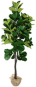 Ver imagem 1 de Arvore Planta Ficus Lyrata 170cm (148 Folhas) Caule Grande