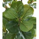 Ver imagem 2 de Arvore Planta Ficus Lyrata 170cm (148 Folhas) Caule Grande