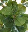 Ver imagem 2 de Arvore Planta Ficus Lyrata 170cm (148 Folhas) Caule Grande