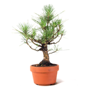 Ver imagem 4 de Pré Bonsai Pinheiro Negro 12 Anos