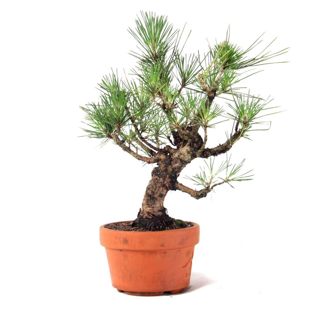 Pré Bonsai Pinheiro Negro 12 Anos