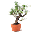Ver imagem 1 de Pré Bonsai Pinheiro Negro 12 Anos