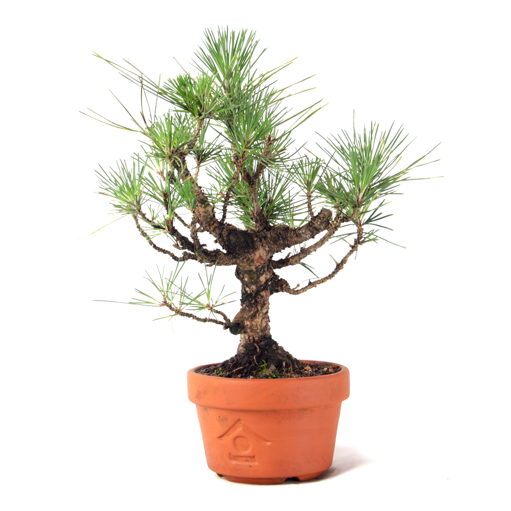 Pré Bonsai Pinheiro Negro 12 Anos - 2