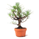 Ver imagem 2 de Pré Bonsai Pinheiro Negro 12 Anos