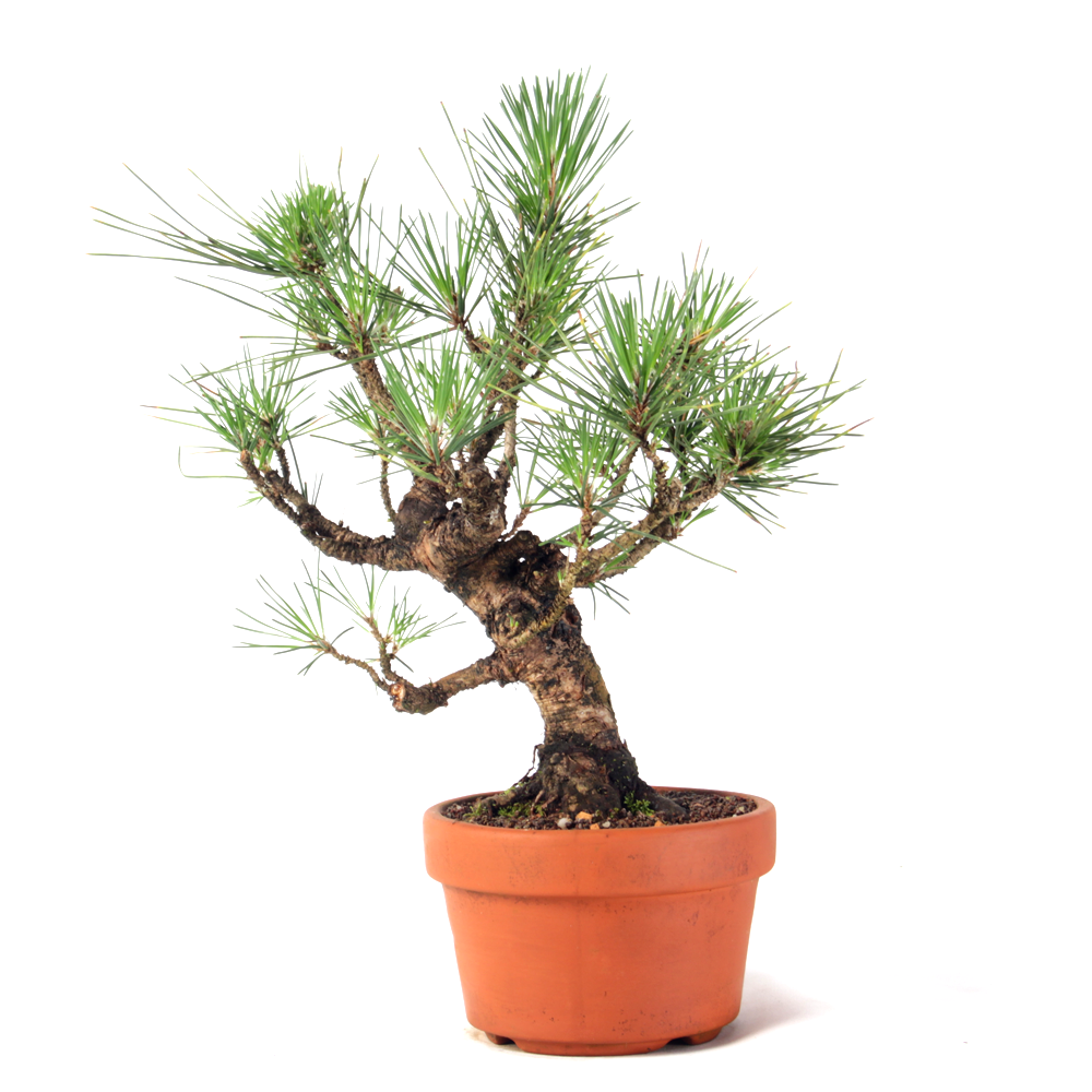 Pré Bonsai Pinheiro Negro 12 Anos - 3