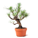 Ver imagem 3 de Pré Bonsai Pinheiro Negro 12 Anos