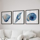 Ver imagem 1 de Quadro Decorativo 3 Telas Conchas Diversos Tamanhos