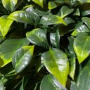 Ver imagem 2 de Jardim Vertical Jardim Gg024c (pack 4pç / 1m²)