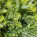 Ver imagem 3 de Jardim Vertical Samambaia GG008A (Pack 4PÇ/1m²) Verde Graddus