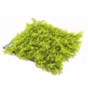 Ver imagem 1 de Jardim Vertical Samambaia GG008A (Pack 4PÇ/1m²) Verde Graddus
