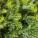 Ver imagem 3 de Jardim Vertical Samambaia Gg008a (pack 4pç / 1m²)