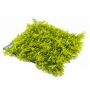 Ver imagem 2 de Jardim Vertical Samambaia Gg008a (pack 4pç / 1m²)