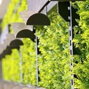 Ver imagem 6 de Jardim Vertical Samambaia GG008A (Pack 4PÇ/1m²) Verde Graddus
