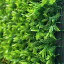 Ver imagem 3 de Jardim Vertical Havaiana Samambaia GG008D (Pack 4PÇ/1m²) Verde Graddus