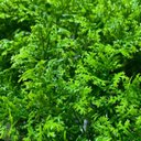 Ver imagem 2 de Jardim Vertical Cipreste Gg054a (pack 4pç / 1m²)