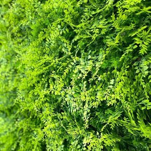 Jardim Vertical Amazonia Gg009a (pack 4pç / 1m²)