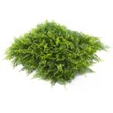 Ver imagem 3 de Jardim Vertical Amazonia Gg009a (pack 4pç / 1m²)