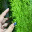 Ver imagem 4 de Jardim Vertical Musgo Claro Gg080a (pack 4pç / 1m²)