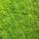 Ver imagem 3 de Jardim Vertical Musgo Claro Gg080a (pack 4pç / 1m²)