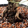 Pré Bonsai Pinheiro Negro 14 Anos - 4