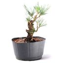 Ver imagem 3 de Pré Bonsai Pinheiro Negro 14 Anos
