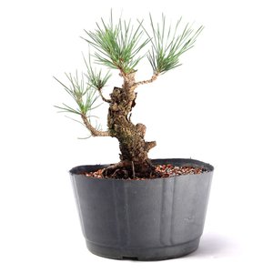 Pré Bonsai Pinheiro Negro 14 Anos