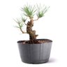 Pré Bonsai Pinheiro Negro 14 Anos - 1