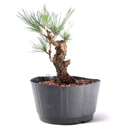 Pré Bonsai Pinheiro Negro 14 Anos - 2