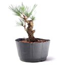 Ver imagem 2 de Pré Bonsai Pinheiro Negro 14 Anos