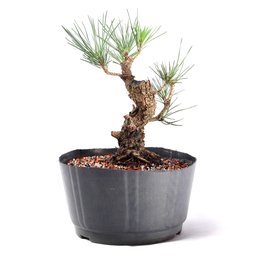 Pré Bonsai Pinheiro Negro 14 Anos - 6